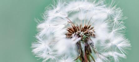 detailopname van paardebloem Aan natuurlijk achtergrond. helder, delicaat natuur details. inspirerend natuur concept, zacht blauw en groen wazig bokeh backgorund foto