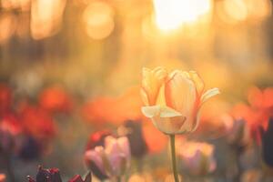 verbazingwekkend vers tulp bloemen bloeiend in tulp veld- onder achtergrond van wazig tulp bloemen onder zonsondergang licht. romantisch lente natuur mooi natuurlijk voorjaar tafereel, structuur voor ontwerp copyspace foto