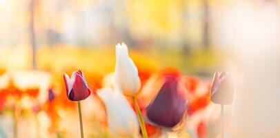 verbazingwekkend vers tulp bloemen bloeiend in tulp veld- onder achtergrond van wazig tulp bloemen onder zonsondergang licht. romantisch lente natuur mooi natuurlijk voorjaar tafereel, structuur voor ontwerp copyspace foto