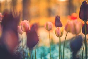 verbazingwekkend vers tulp bloemen bloeiend in tulp veld- onder achtergrond van wazig tulp bloemen onder zonsondergang licht. romantisch lente natuur mooi natuurlijk voorjaar tafereel, structuur voor ontwerp copyspace foto