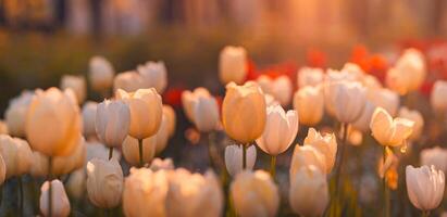 verbazingwekkend vers tulp bloemen bloeiend in tulp veld- onder achtergrond van wazig tulp bloemen onder zonsondergang licht. romantisch lente natuur mooi natuurlijk voorjaar tafereel, structuur voor ontwerp copyspace foto