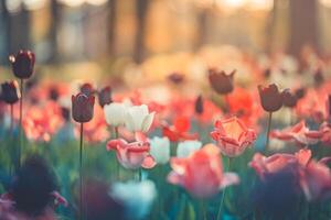 verbazingwekkend vers tulp bloemen bloeiend in tulp veld- onder achtergrond van wazig tulp bloemen onder zonsondergang licht. romantisch lente natuur mooi natuurlijk voorjaar tafereel, structuur voor ontwerp copyspace foto