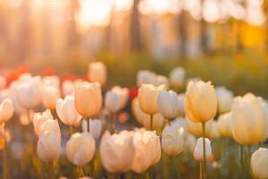 verbazingwekkend vers tulp bloemen bloeiend in tulp veld- onder achtergrond van wazig tulp bloemen onder zonsondergang licht. romantisch lente natuur mooi natuurlijk voorjaar tafereel, structuur voor ontwerp copyspace foto