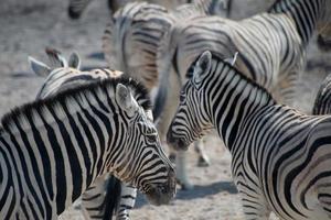 schattige zebra's in het nationale park van etosha. kudde dieren. Namibië foto
