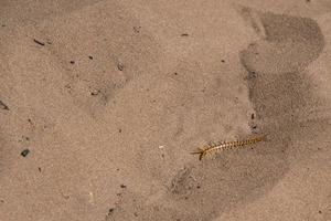 scolopendra in een Afrikaanse woestijn. zand rond. Namibië foto