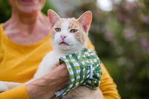 dichtbij omhoog beeld van schattig kat, senior vrouw haar eigenaar is Holding haar terwijl tuinieren in tuin. foto