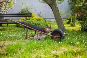 beeld van schattig huiselijk kat schuilplaats hieronder oud kar in mooi tuin. foto