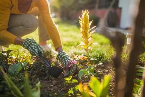 dichtbij omhoog beeld van senior vrouw tuinieren in haar tuin. ze is gebruik makend van hark terwijl aanplant een bloem. foto