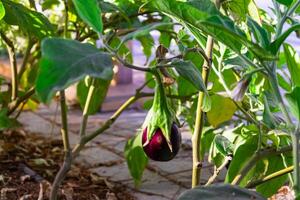 aubergine in de tuin. vers biologisch aubergine aubergine. Purper aubergine groeit in de bodem. hoog kwaliteit foto