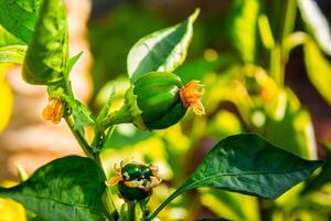 groen klok peper hangende Aan boom in de plantage, kan worden gegeten vers of gekookt. hoog kwaliteit foto