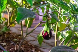 aubergine in de tuin. vers biologisch aubergine aubergine. Purper aubergine groeit in de bodem. hoog kwaliteit foto