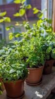 rij van ingemaakt planten Aan houten tafel foto