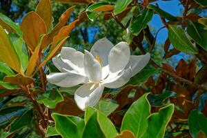 magnolia bloem Aan de boom foto