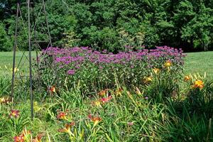 vlinder en bij aantrekken tuin foto