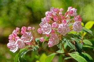 roze berg laurier bloeiend foto