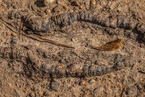 boom wortels blootgesteld Aan de grond detailopname foto