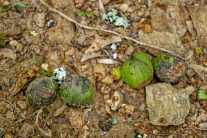 shagbark hickory noten foto