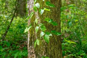 poison ivy vine foto