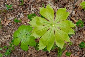 mayapple planten detailopname foto