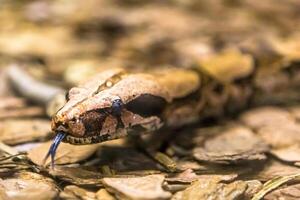 boa vernauwing, een soorten van groot, zwaar belichaamd slang. foto
