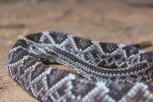 ratelslang, crotalus atrox. western diamantrug. gevaarlijk slang. foto