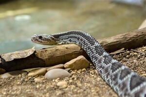 ratelslang, crotalus atrox. western diamantrug. gevaarlijk slang. foto