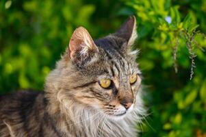 portret van een Maine wasbeerachtig kat tegen een achtergrond van groen bladeren foto