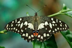 macro mooi vlinder papilio demoleus foto