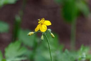 mooi voorjaar bloeiend weide van vers bloemen foto