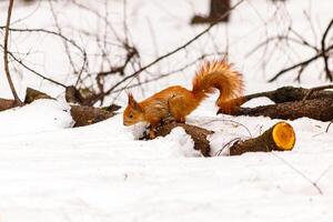 mooi eekhoorn Aan de sneeuw aan het eten een noot foto