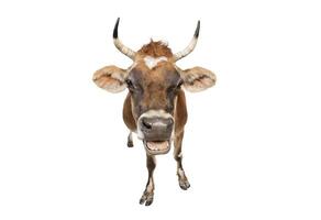 een koe met hoorns dat is bruin en wit foto