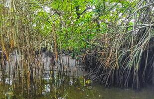 boot safari door mangrove oerwoud bentota ganga rivier- bentota strand sri lanka. foto