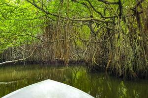 boot safari door mangrove oerwoud bentota ganga rivier- bentota strand sri lanka. foto