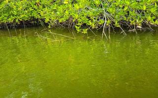 boot safari door mangrove oerwoud bentota ganga rivier- bentota strand sri lanka. foto