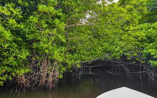 boot safari door mangrove oerwoud bentota ganga rivier- bentota strand sri lanka. foto