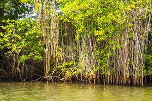 boot safari door mangrove oerwoud bentota ganga rivier- bentota strand sri lanka. foto