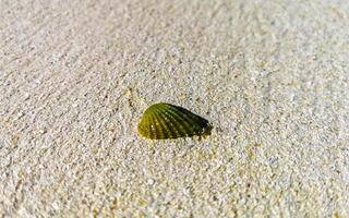 groen schelp mossel Aan strand zand turkoois caraïben zee Mexico. foto