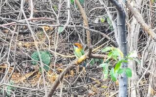 momo vogel Aan een Afdeling in tropisch natuur oerwoud Mexico. foto