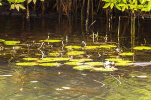 boot safari door mangrove oerwoud bentota ganga rivier- bentota strand sri lanka. foto