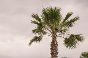 palmboom uit sicilië foto