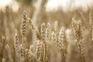 biologisch volwassen gerst stekels in de veld- foto