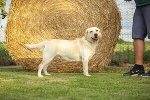 labrador hond poseren 24 foto