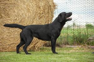 labrador hond poseren 12 foto