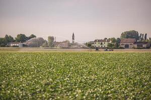 veld- teelt in noorden Italië foto