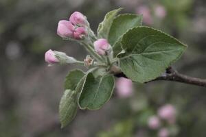 vroege lente bloemen foto