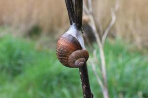 natuur achtergrond foto