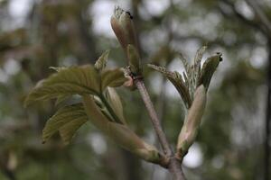 vroeg voorjaar planten foto