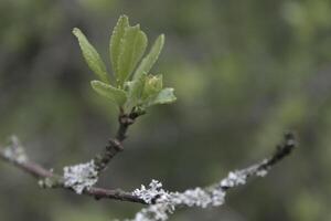 vroeg voorjaar planten foto