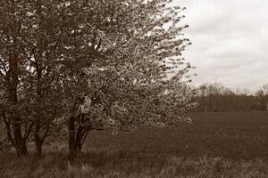 natuur achtergrond foto