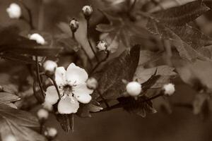 vroege lente bloemen foto